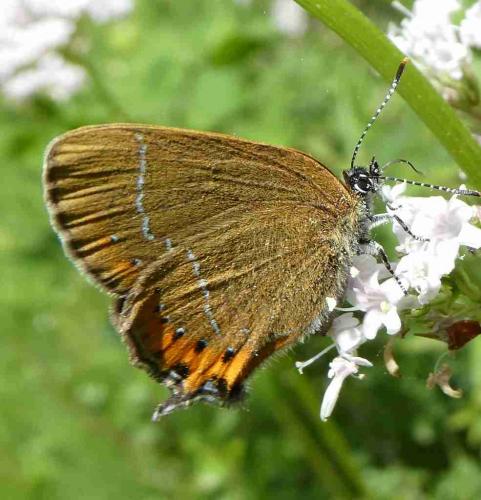 Réf. 235 395 : Satyrium pruni